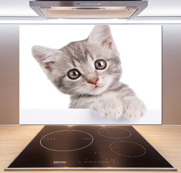 Cooker splashback Gray cat