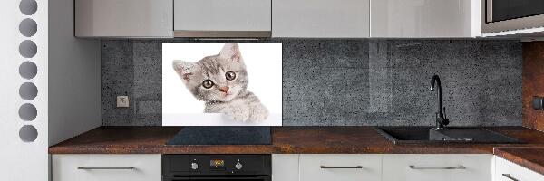 Cooker splashback Gray cat