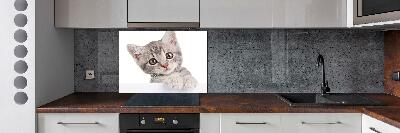 Cooker splashback Gray cat