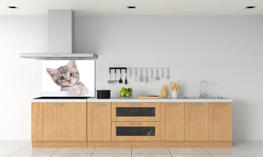 Cooker splashback Gray cat