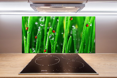 Cooker splashback Ladybugs on the grass