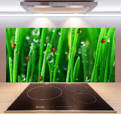 Cooker splashback Ladybugs on the grass