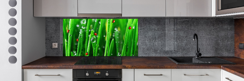 Cooker splashback Ladybugs on the grass