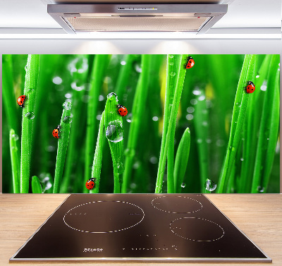 Cooker splashback Ladybugs on the grass