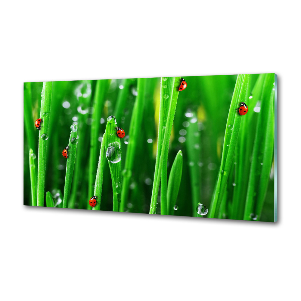 Cooker splashback Ladybugs on the grass