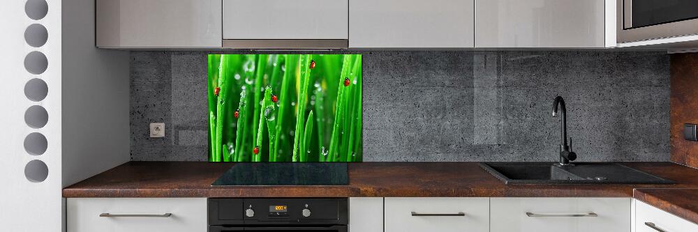 Cooker splashback Ladybugs on the grass