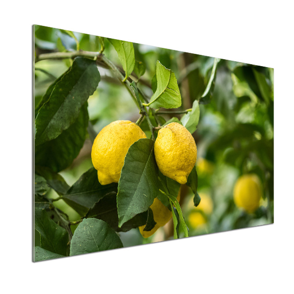 Cooker splashback Lemons on a tree