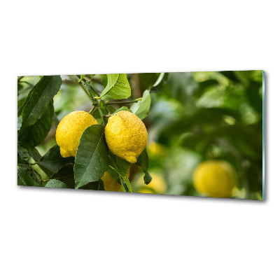 Cooker splashback Lemons on a tree