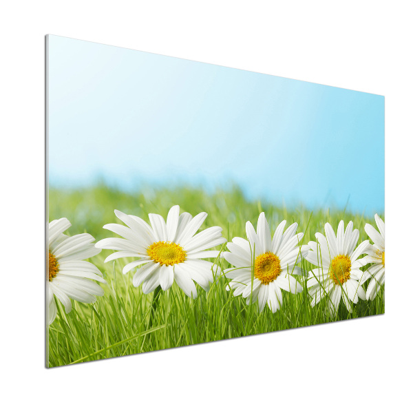 Cooker splashback Daisy