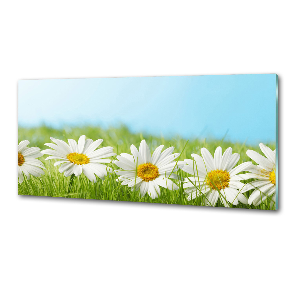 Cooker splashback Daisy