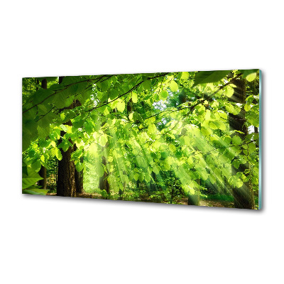 Kitchen splashback Beech leaves