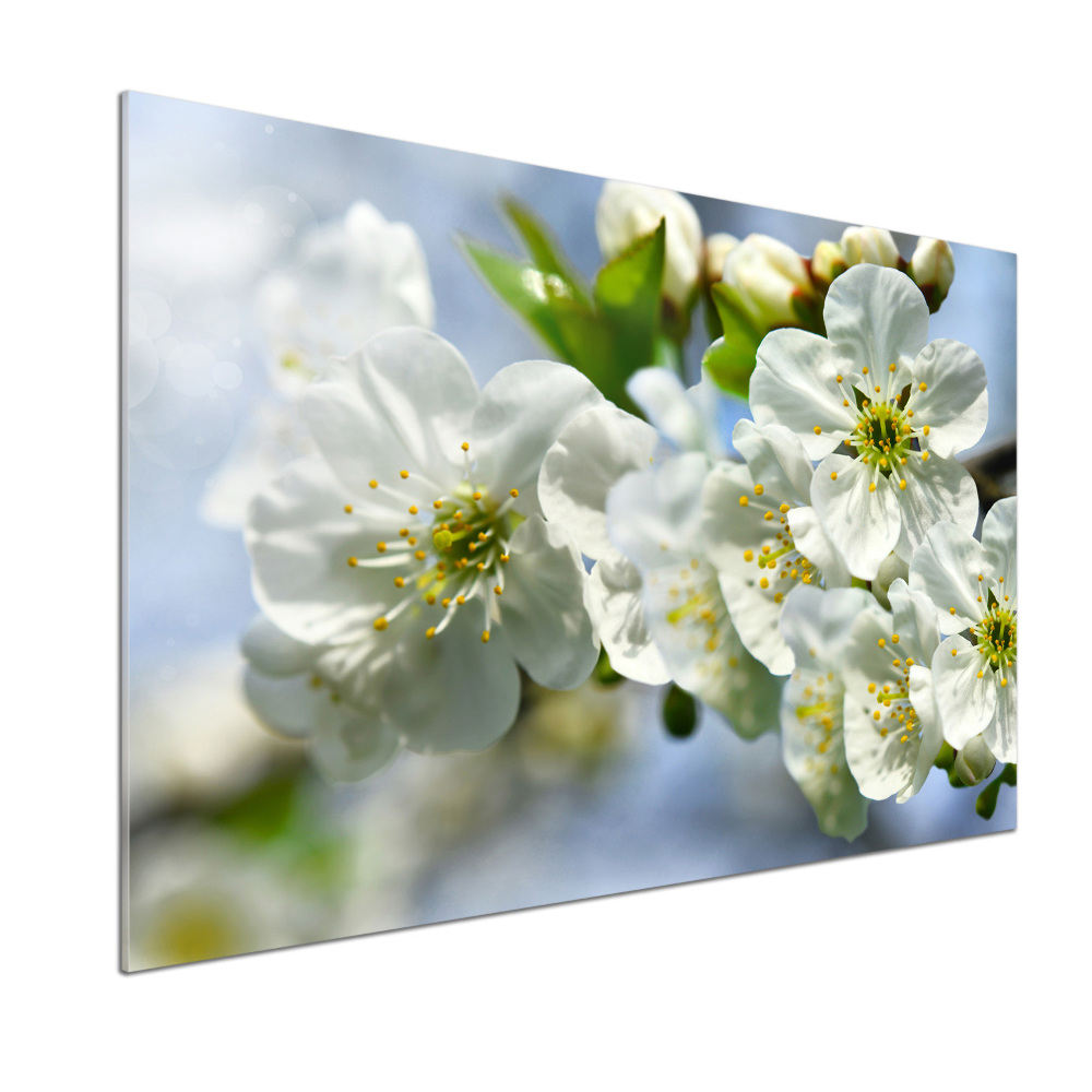 Cooker splashback Cherry Blossom