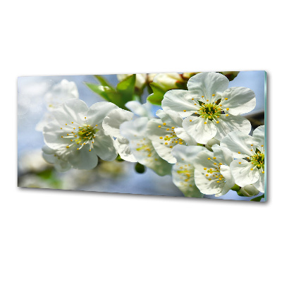 Cooker splashback Cherry Blossom