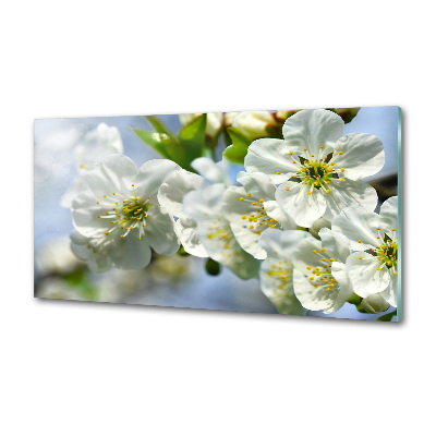 Cooker splashback Cherry Blossom