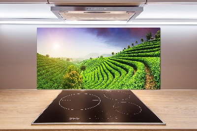 Cooker splashback Tea plantation