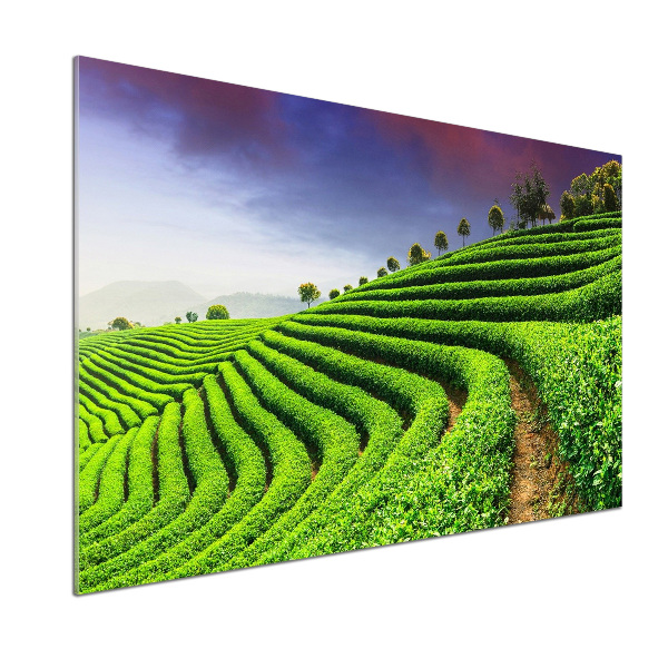 Cooker splashback Tea plantation