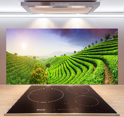 Cooker splashback Tea plantation