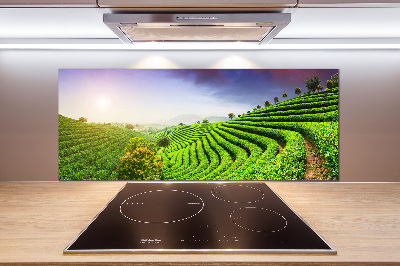 Cooker splashback Tea plantation