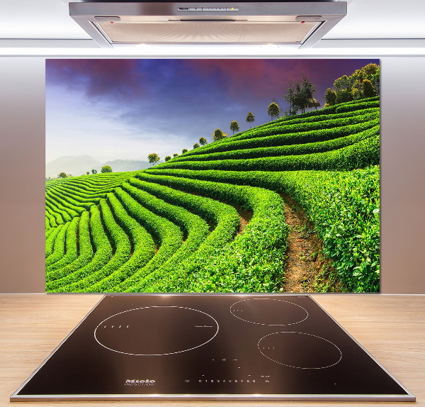 Cooker splashback Tea plantation