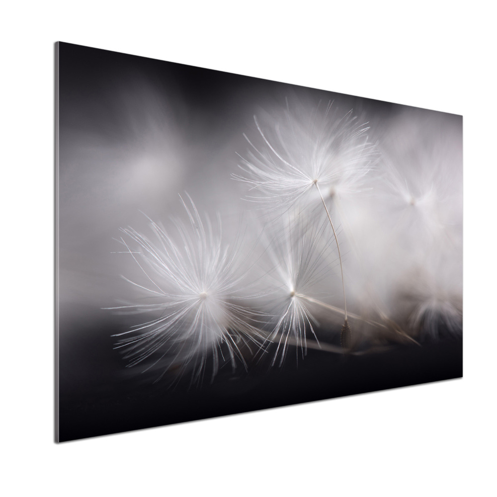 Cooker splashback Dandelion seeds