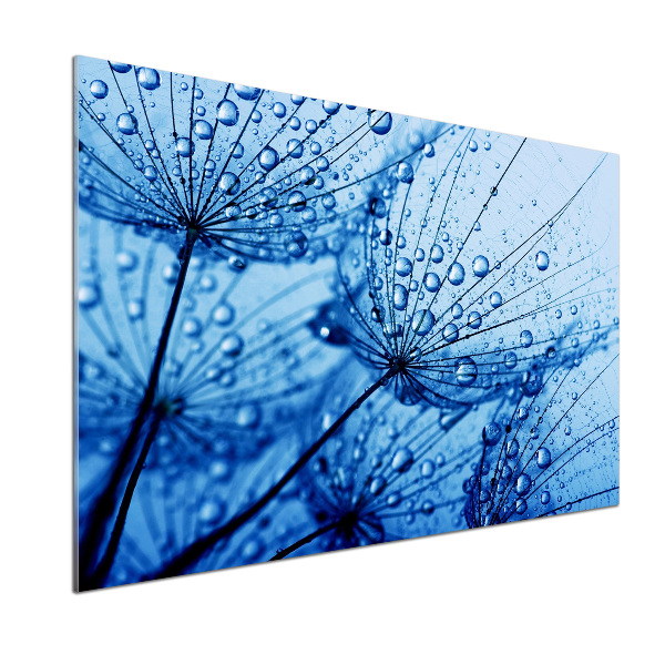 Cooker splashback Dandelion seeds