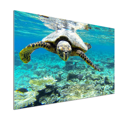 Cooker splashback Sea turtle