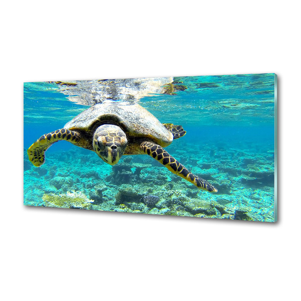 Cooker splashback Sea turtle