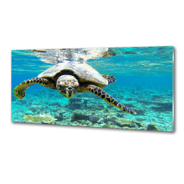 Cooker splashback Sea turtle