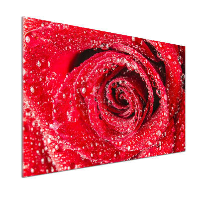 Cooker splashback Drops of water on rose