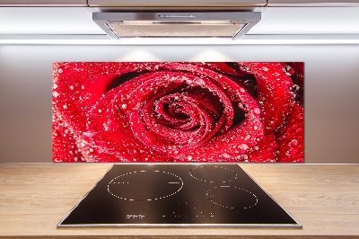 Cooker splashback Drops of water on rose