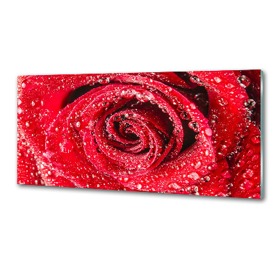 Cooker splashback Drops of water on rose