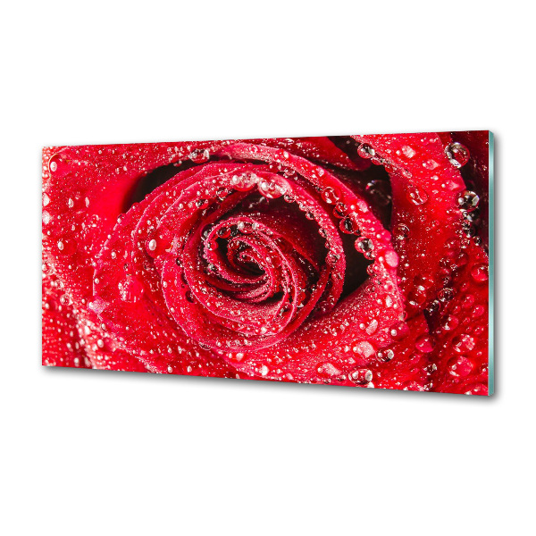 Cooker splashback Drops of water on rose