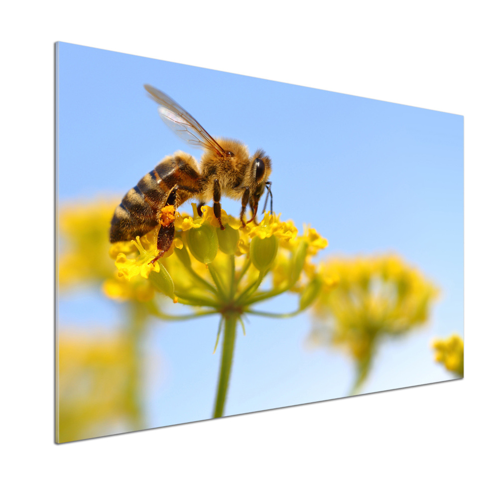 Cooker splashback Bee on a flower