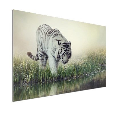 Cooker splashback White Tiger