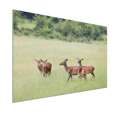 Cooker splashback Deer with young