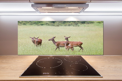 Cooker splashback Deer with young