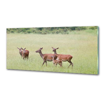 Cooker splashback Deer with young