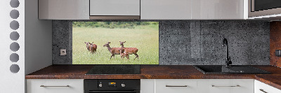 Cooker splashback Deer with young