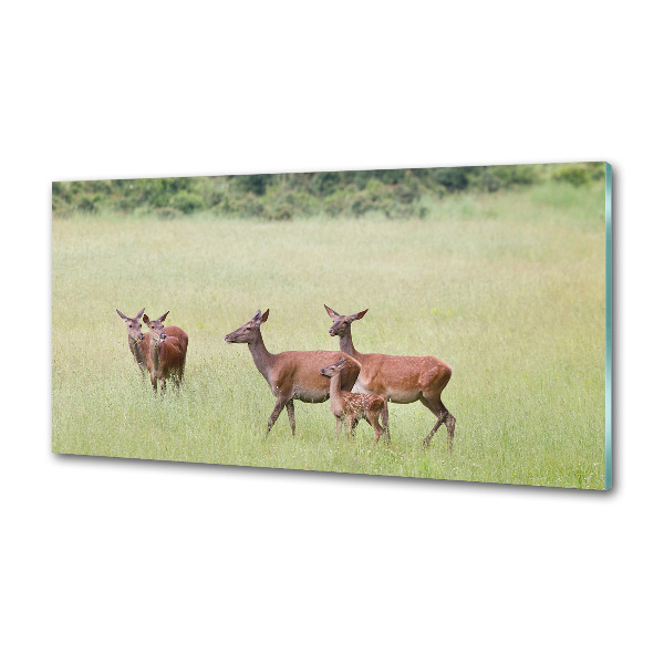 Cooker splashback Deer with young