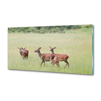 Cooker splashback Deer with young