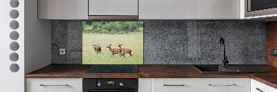 Cooker splashback Deer with young