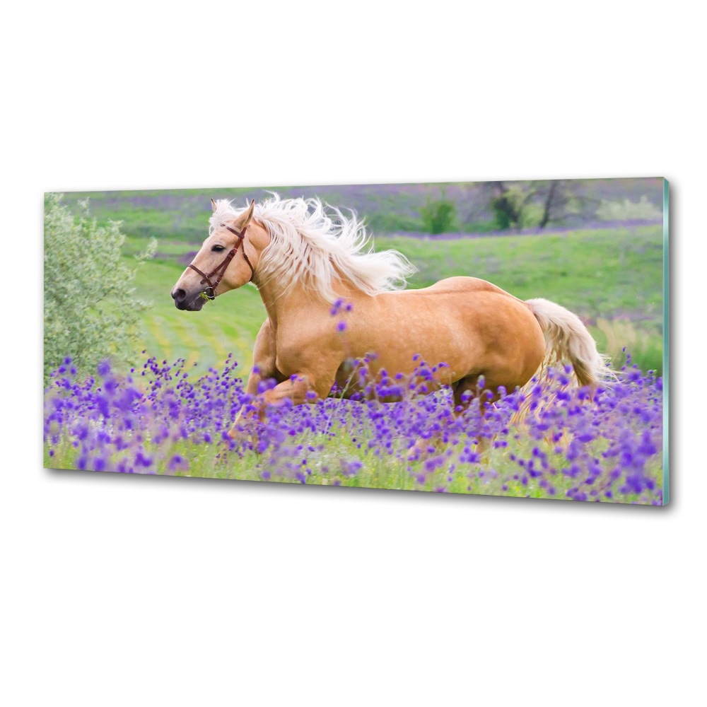 Kitchen splashback Horse in the field of lavender