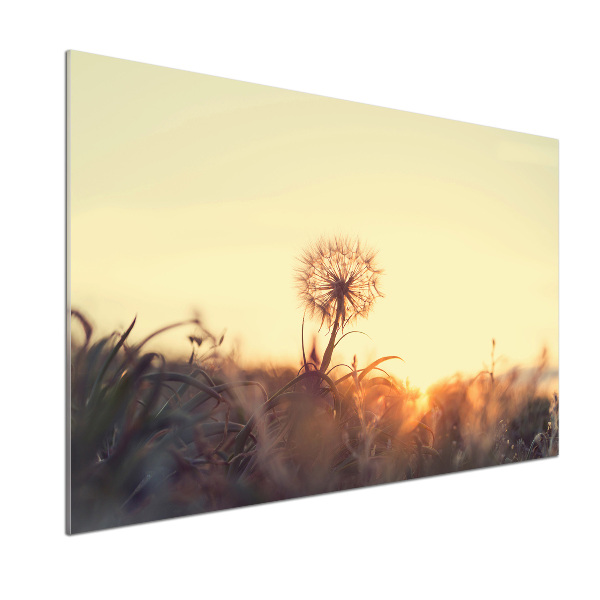 Cooker splashback Dandelion