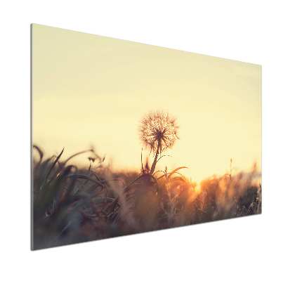 Cooker splashback Dandelion