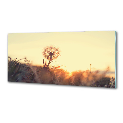 Cooker splashback Dandelion