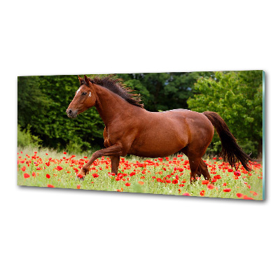 Kitchen splashback A horse in the field of poppies