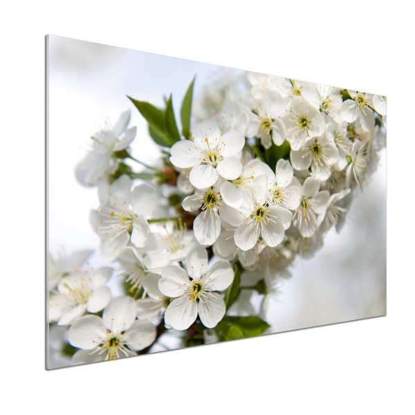 Cooker splashback Cherry blossoms