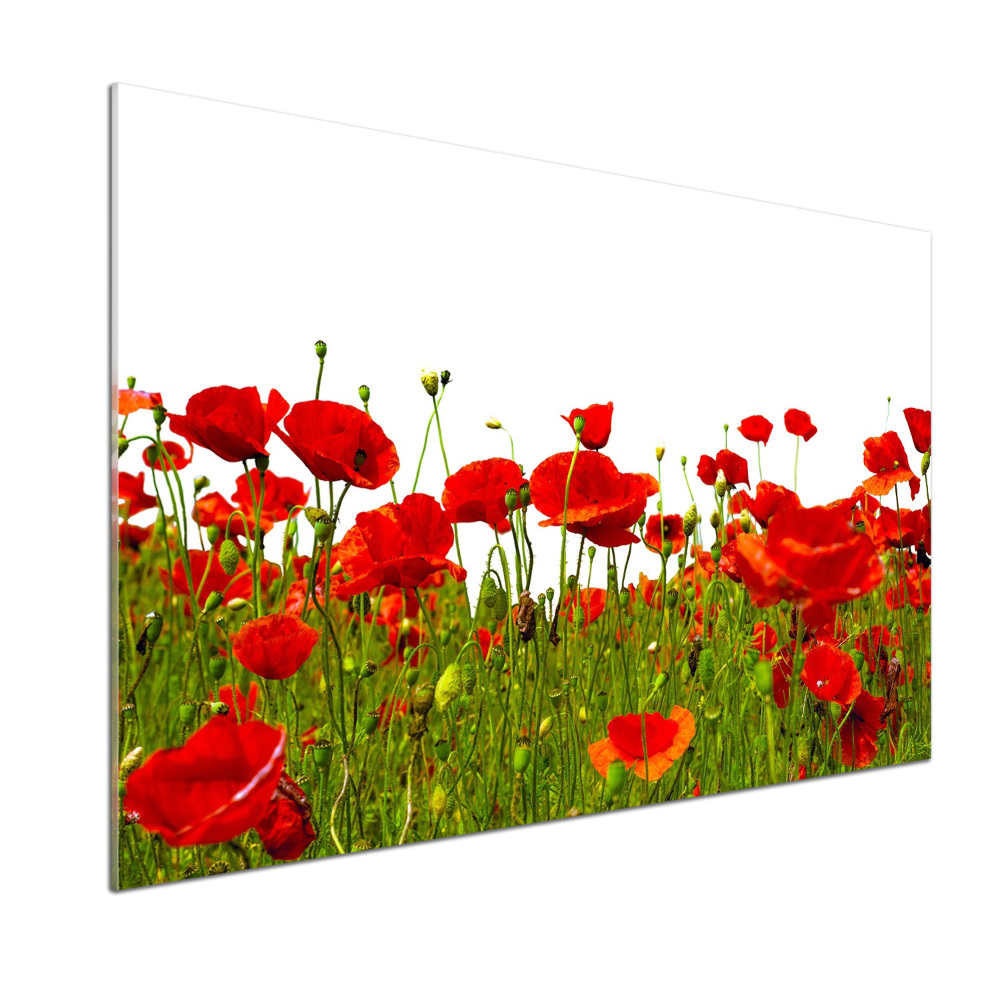 Cooker splashback Field poppies