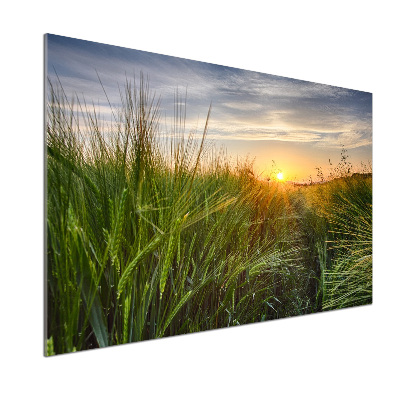 Kitchen splashback Wheat field