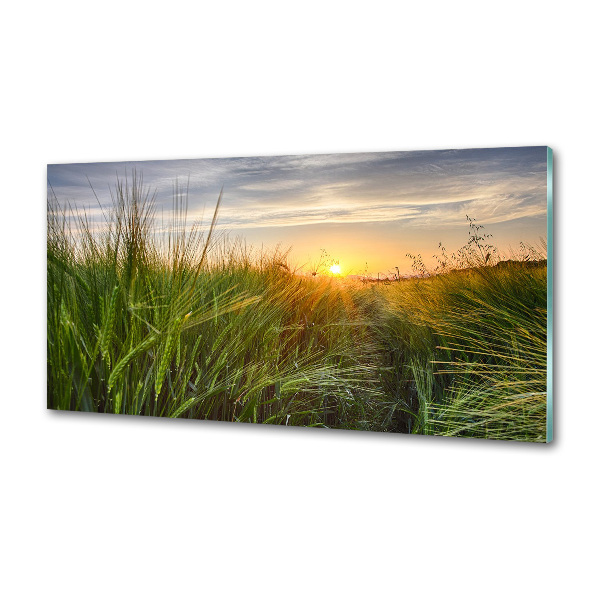 Kitchen splashback Wheat field